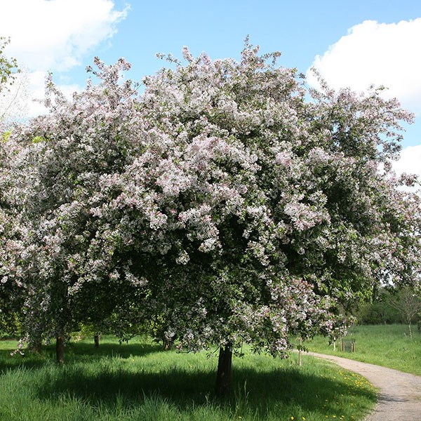 Japanese crab apple