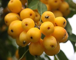 Malus x zumi 'Golden Hornet' (crab apple)