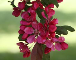 Malus x moerlandsii 'Profusion' (crab apple)