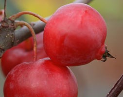 Malus x robusta 'Red Sentinel' (crab apple)