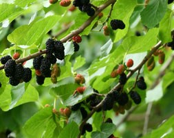 Morus nigra (black mulberry)