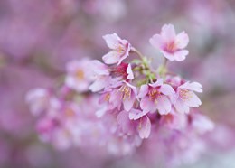 Prunus x incam 'Okame' (ornamental cherry)