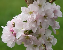 Prunus 'Amanogawa' (Japanese flowering cherry)