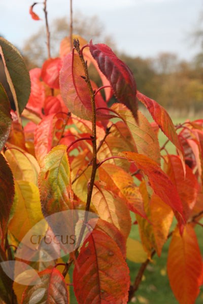 Japanese flowering cherry Japanese flowering cherry