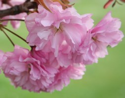 Prunus 'Kanzan' (Japanese flowering cherry)