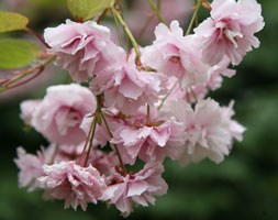 Prunus 'Kiku-shidare-zakura' (cheal's weeping cherry)