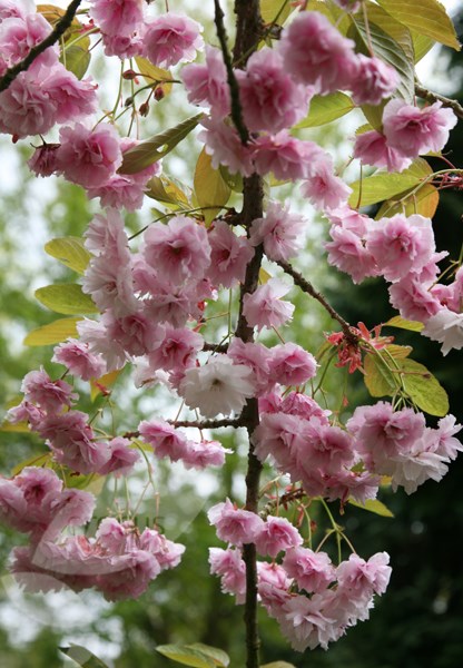 cheal's weeping cherry cheal's weeping cherry