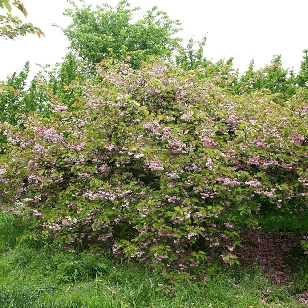 Japanese flowering cherry