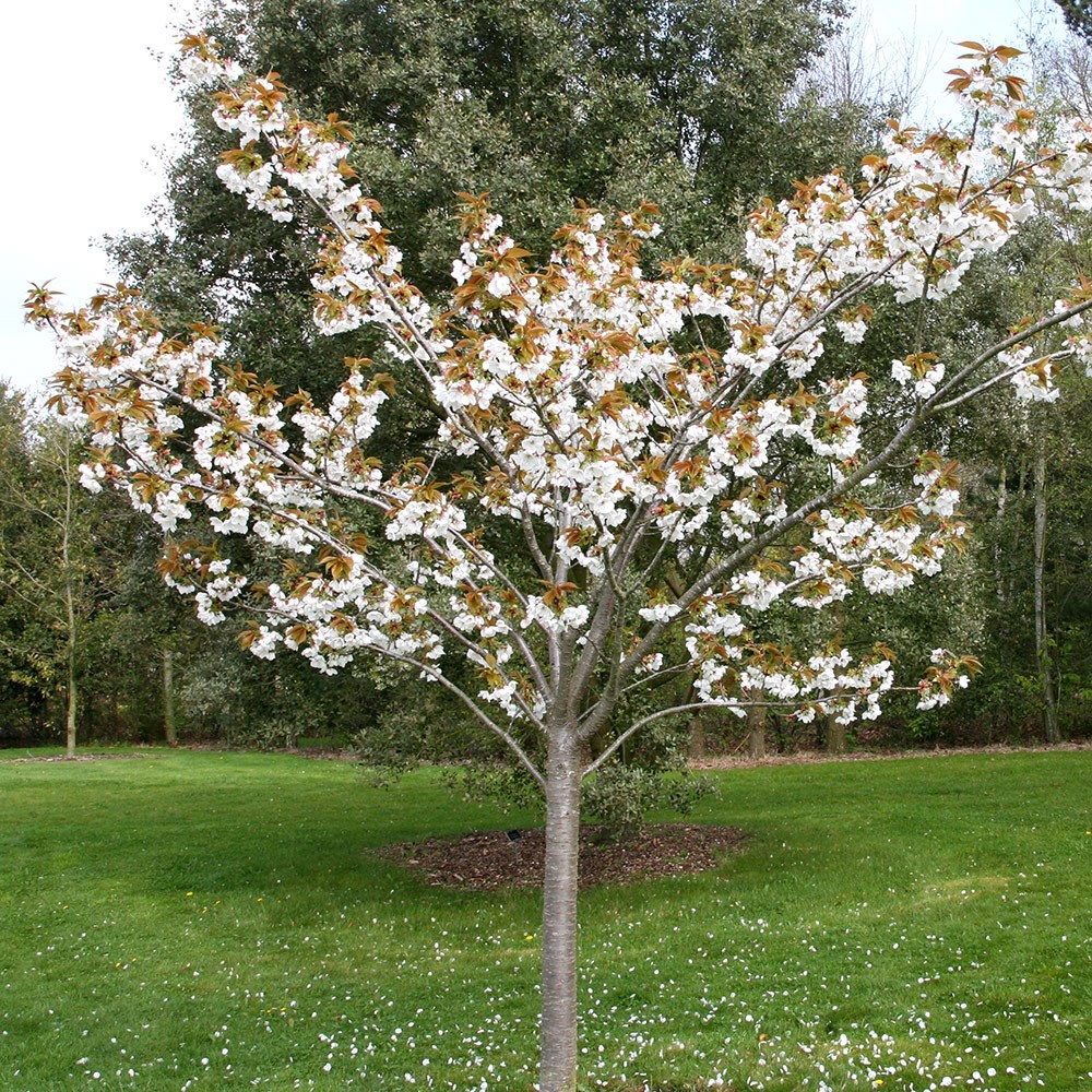 Hill Cherry