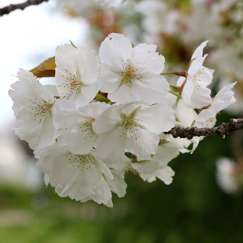 Hill Cherry