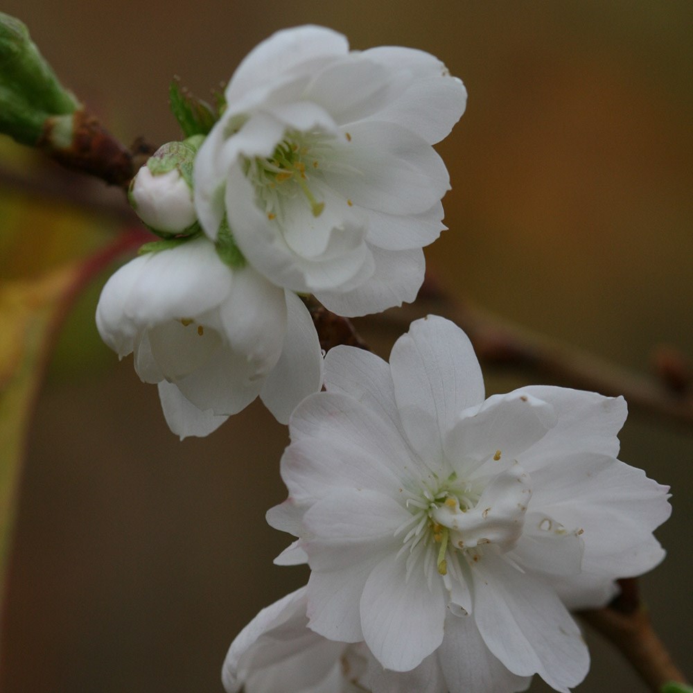 autumn cherry autumn cherry
