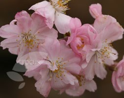 Prunus x subhirtella 'Autumnalis Rosea' (pink autumn cherry)