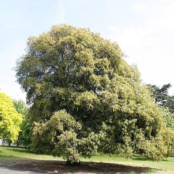 holm oak