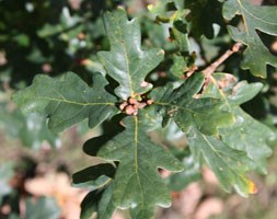 Quercus robur (common oak)