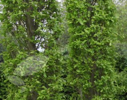 Quercus robur Fastigiata Group (cypress oak)