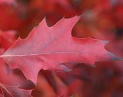 Quercus rubra (red oak)