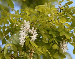 Robinia pseudoacacia 'Frisia' (false acacia)