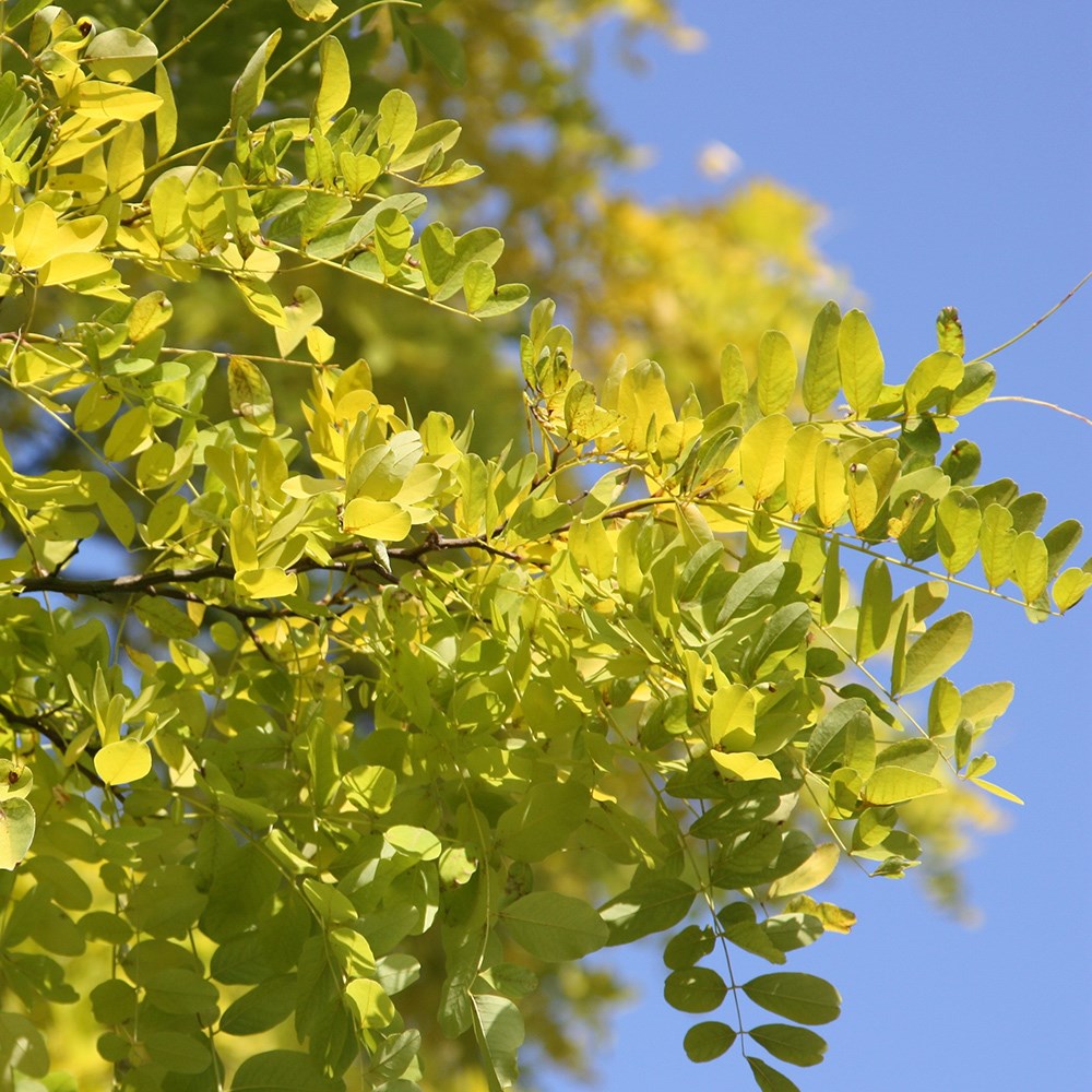 false acacia