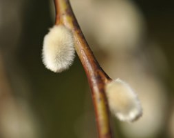 Salix caprea 'Kilmarnock' (Kilmarnock willow)