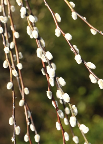 kilmarnock willow