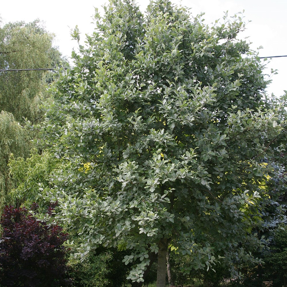 whitebeam whitebeam