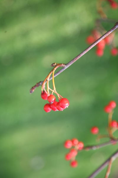 whitebeam whitebeam
