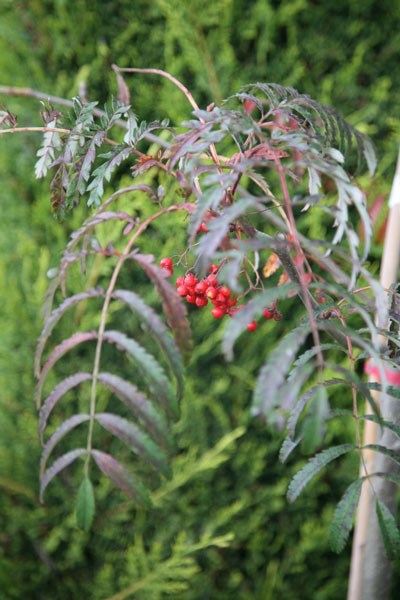 rowan