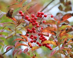 Sorbus commixta 'Embley' (scarlet rowan)
