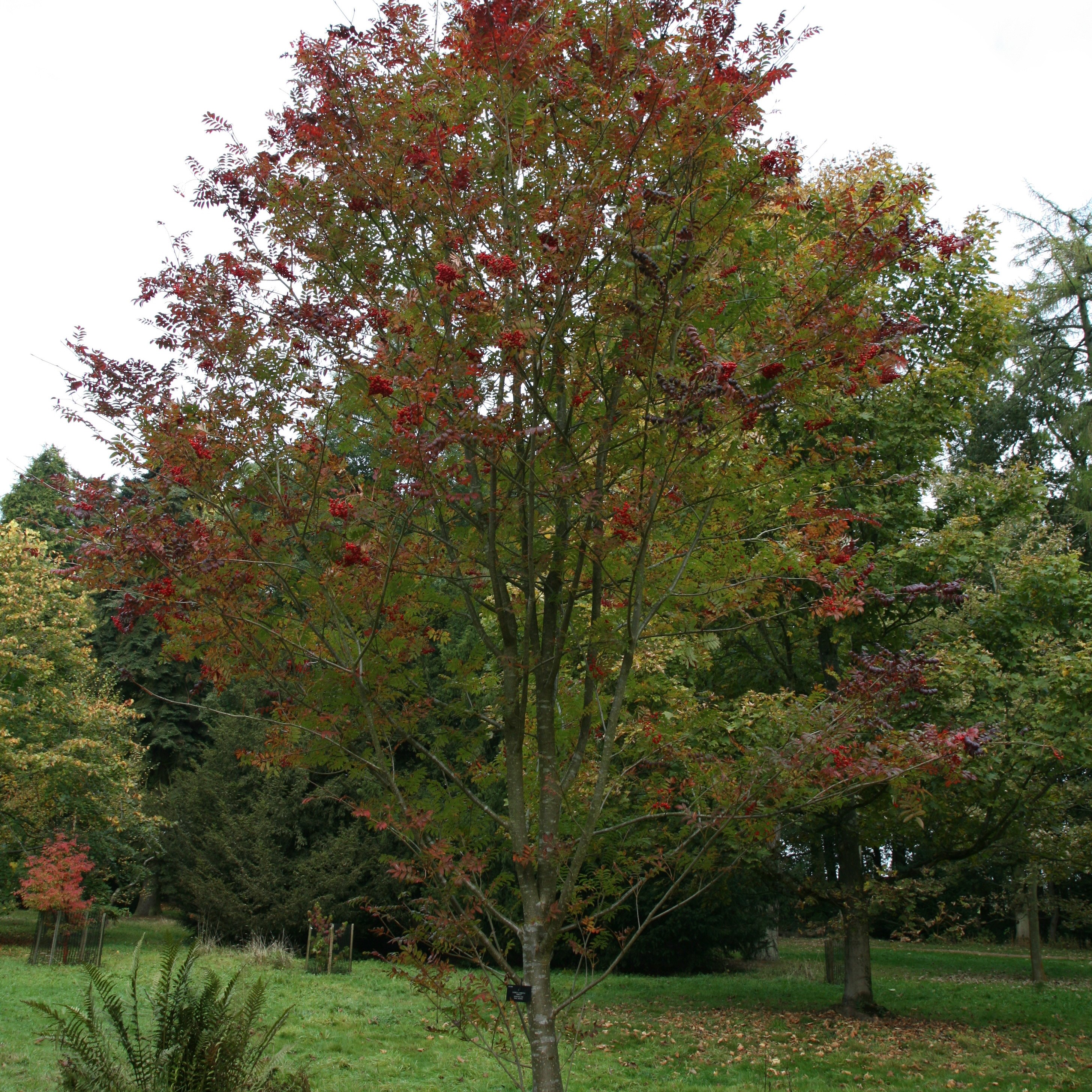 scarlet rowan