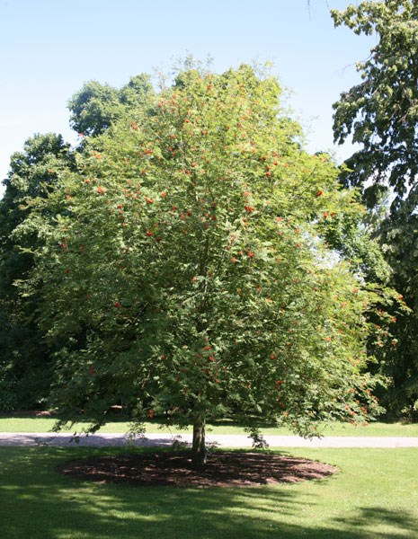 rowan rowan
