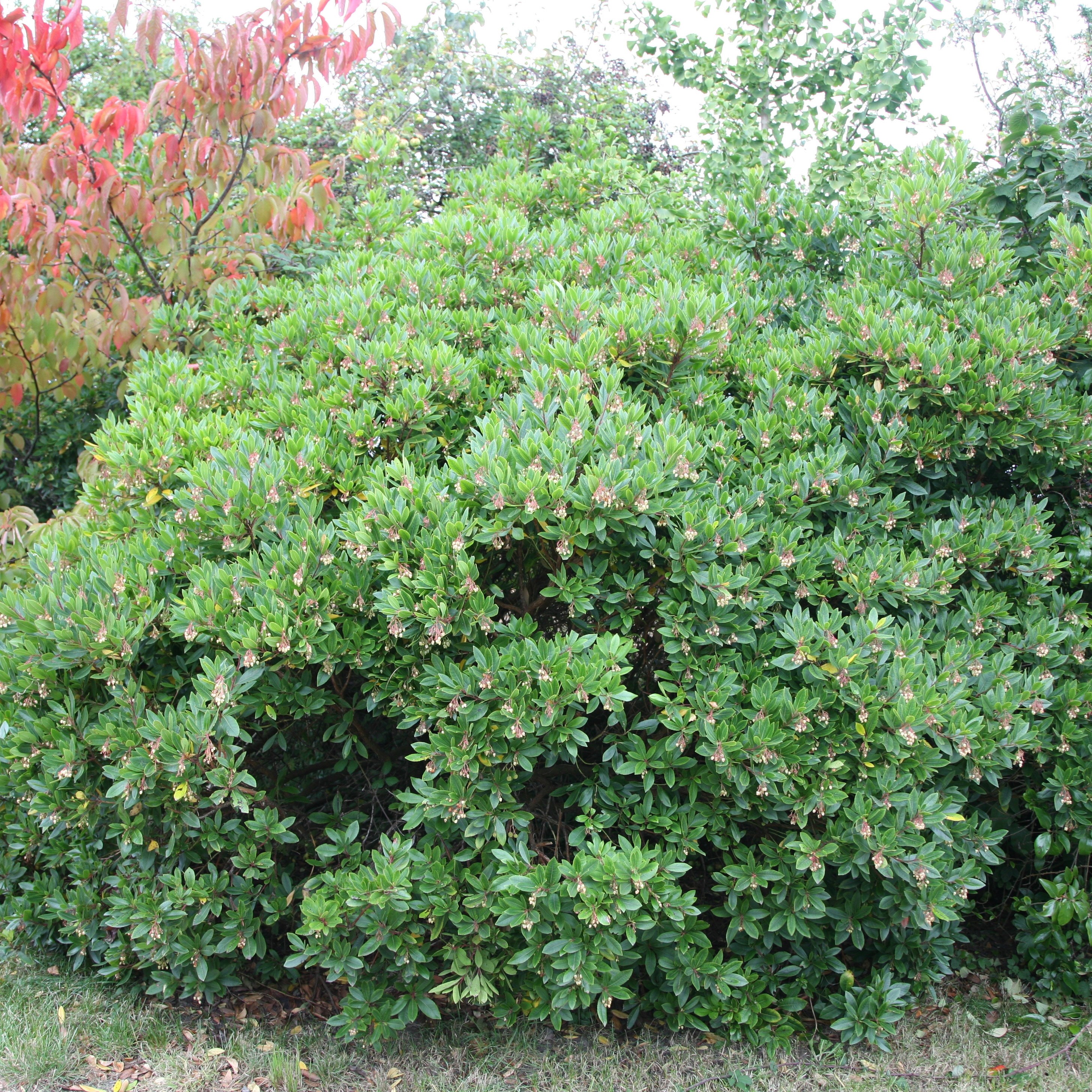 strawberry-tree
