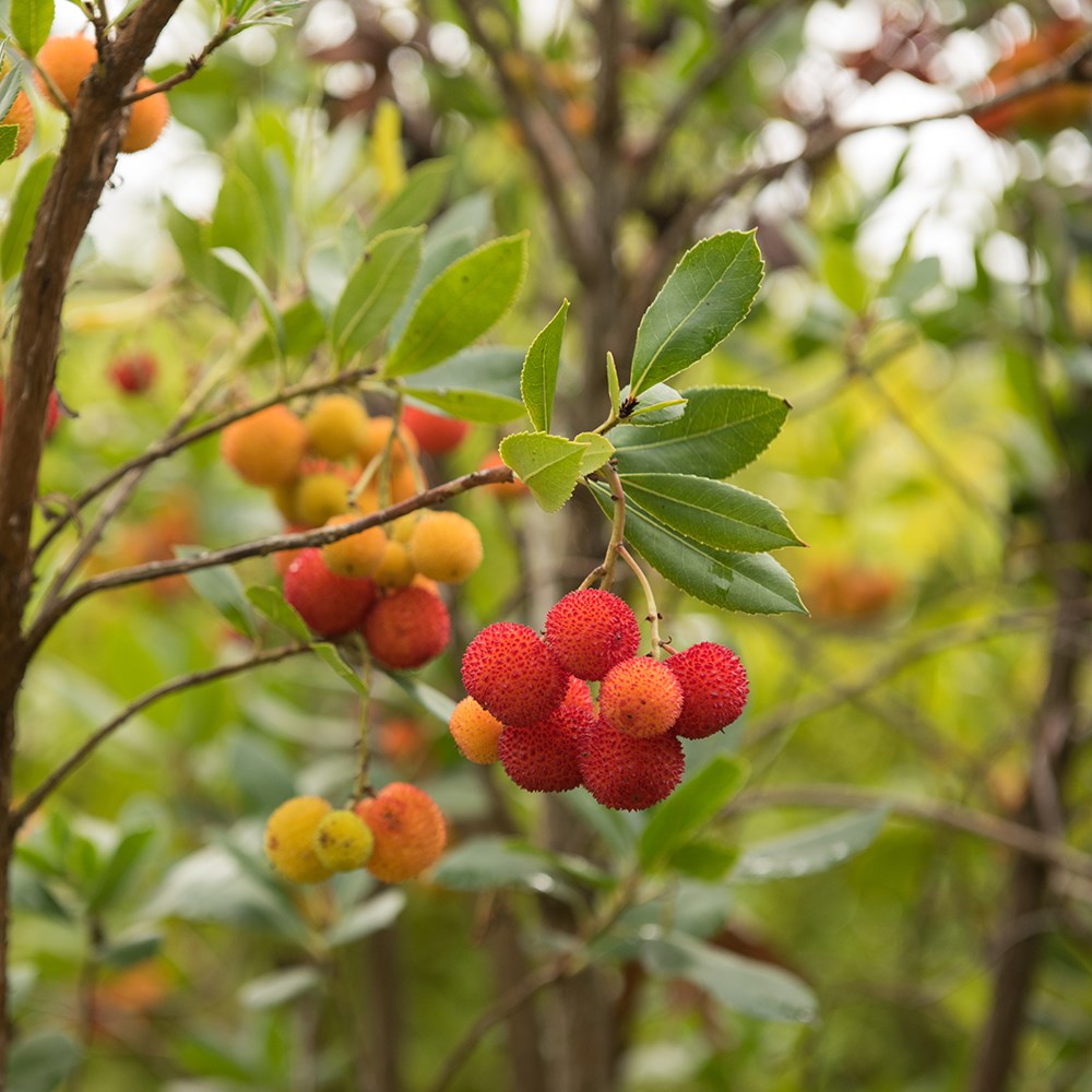 strawberry-tree strawberry-tree