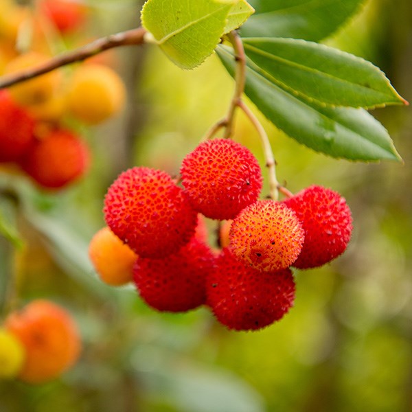 strawberry-tree strawberry-tree