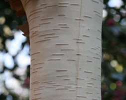 Betula utilis var. jacquemontii 'Grayswood Ghost' (himalayan birch)