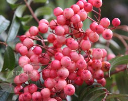 Sorbus 'Eastern Promise' (rowan)