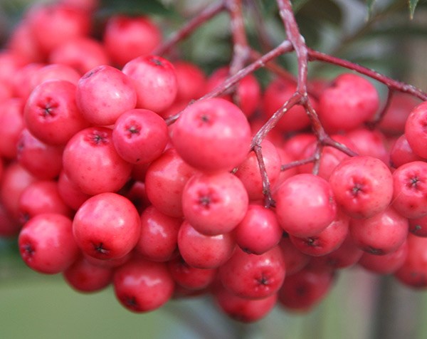 rowan rowan