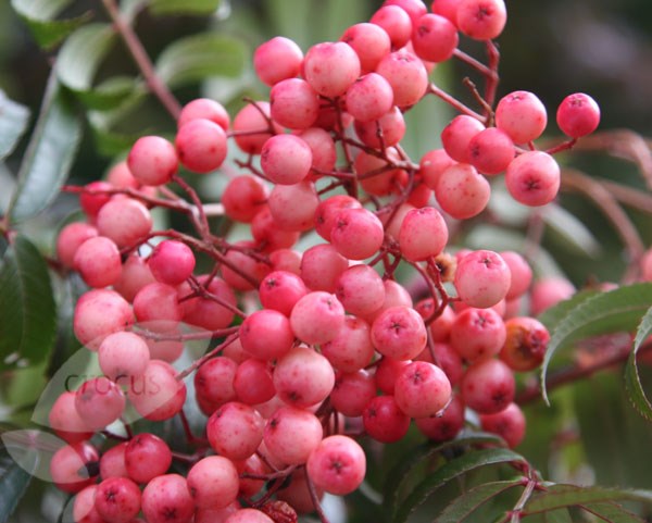 rowan rowan