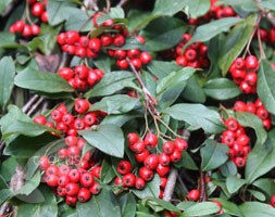 Cotoneaster 'Hybridus Pendulus' (standard cotoneaster)