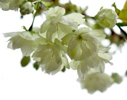 Prunus 'Ukon' (Japanese flowering cherry)