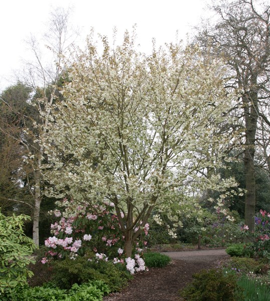 Japanese flowering cherry