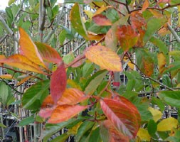 cockspur thorn