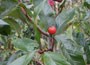 cockspur thorn