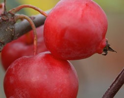 Malus x robusta 'Red Sentinel' (crab apple)