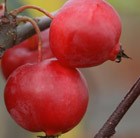 crab apple