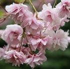 Prunus Kiku-shidare-zakura