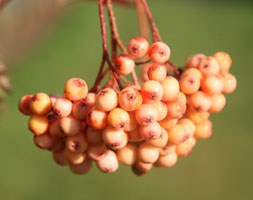 whitebeam