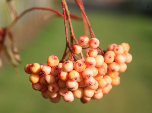 whitebeam whitebeam