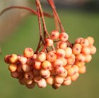 whitebeam