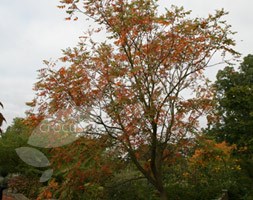 china tree