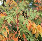 china tree